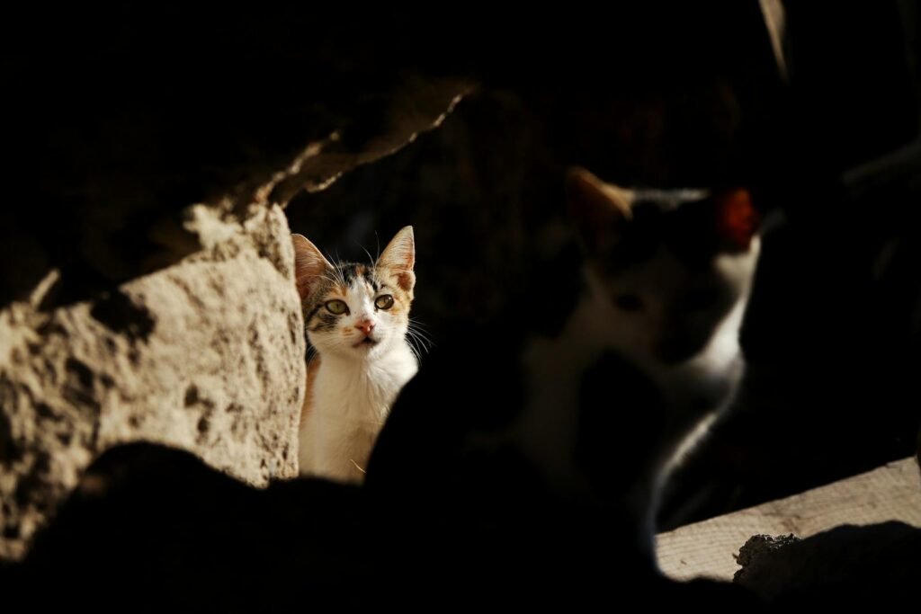 A curious cat peeks through a stony wall in subtle light and shadow.