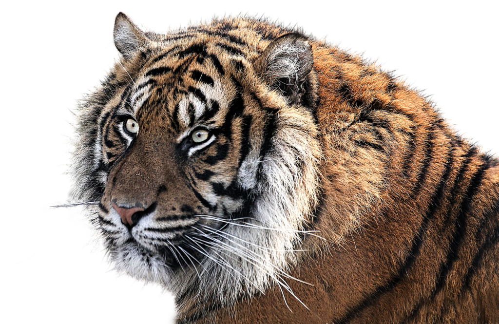 BIG CAT tiger, tiger head, animal, feline, stripes, striped fur, wild animal, wild cat, nature, wildlife, mammal, animal world, portrait, cut out, tiger, tiger, tiger, tiger, tiger