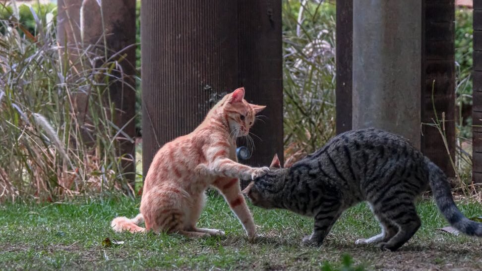 Two cats engage in playful interaction against a city backdrop.
