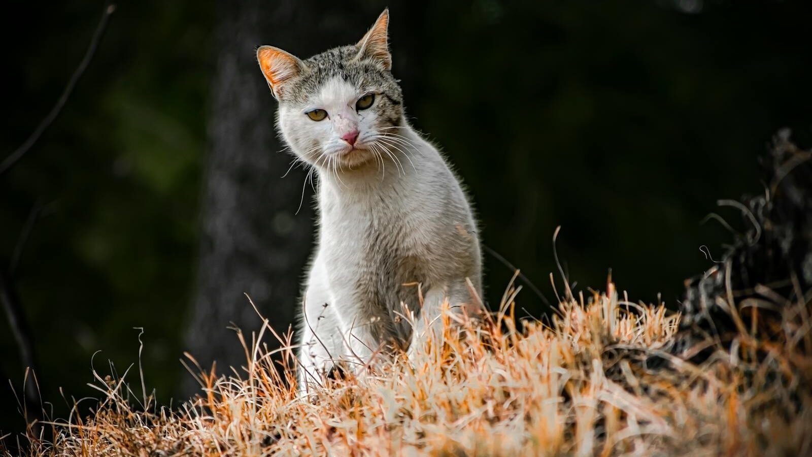 A curious cat sits in a field of dry grass, seemingly pondering its surroundings.