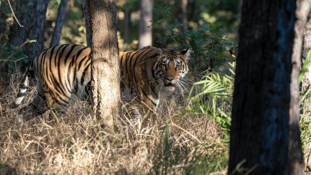 A tiger stealthily moving through dense forest vegetation, partially concealed by trees, as it observes its surroundings in a hunting stance.