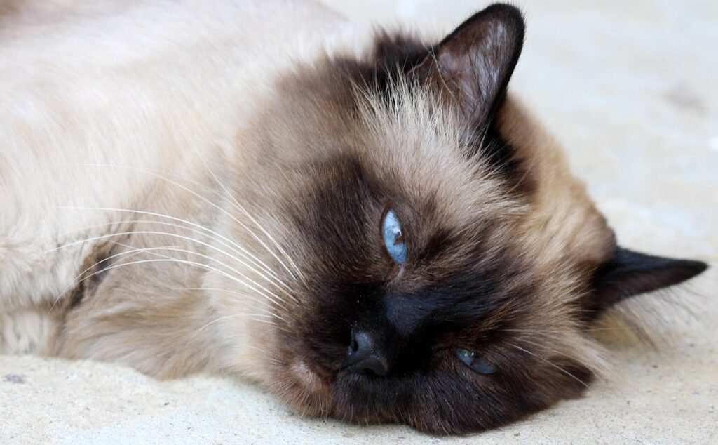 7 Cat Breeds That Have a Dog-Like Personality