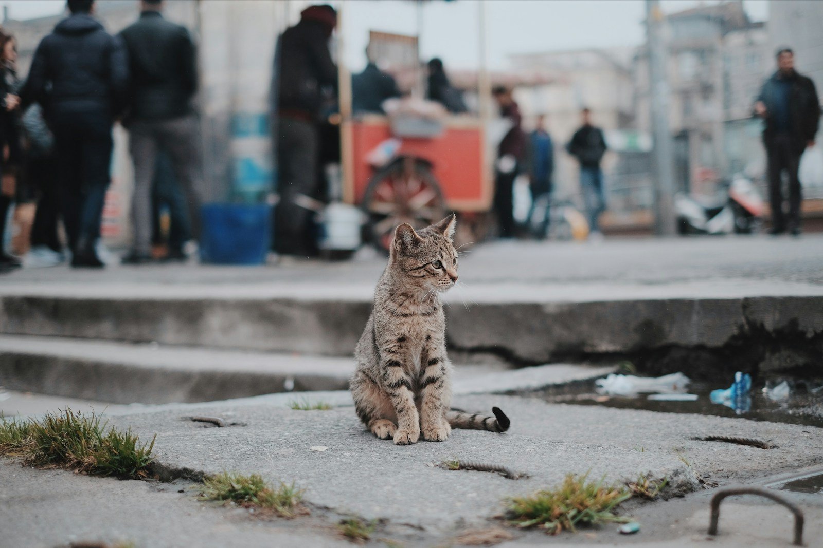 Photo by Emre Stress in cats: brown tabby cat sitting on concrete