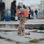 brown tabby cat sitting on concrete