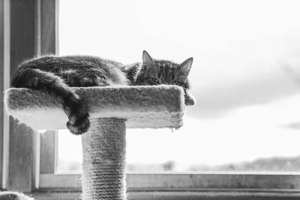 Cat Stress Adorable tabby cat lounging on a perch by a bright window, captured in black and white.