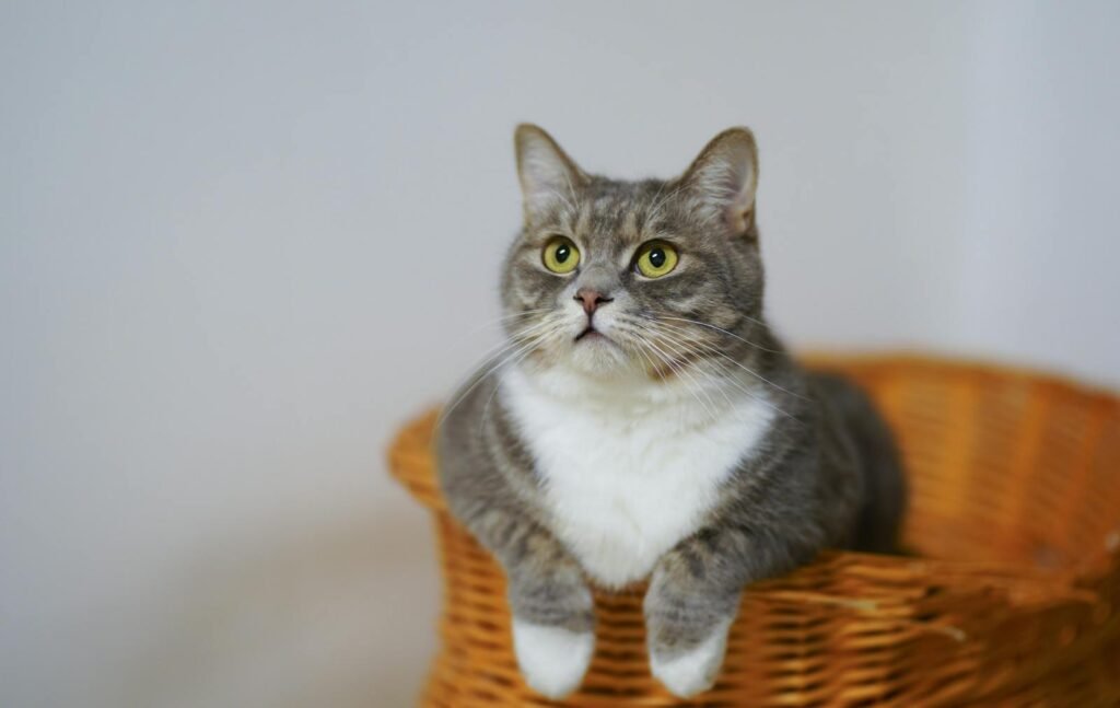 household cat: Adorable European Shorthair cat sitting in a basket, looking curious and calm.