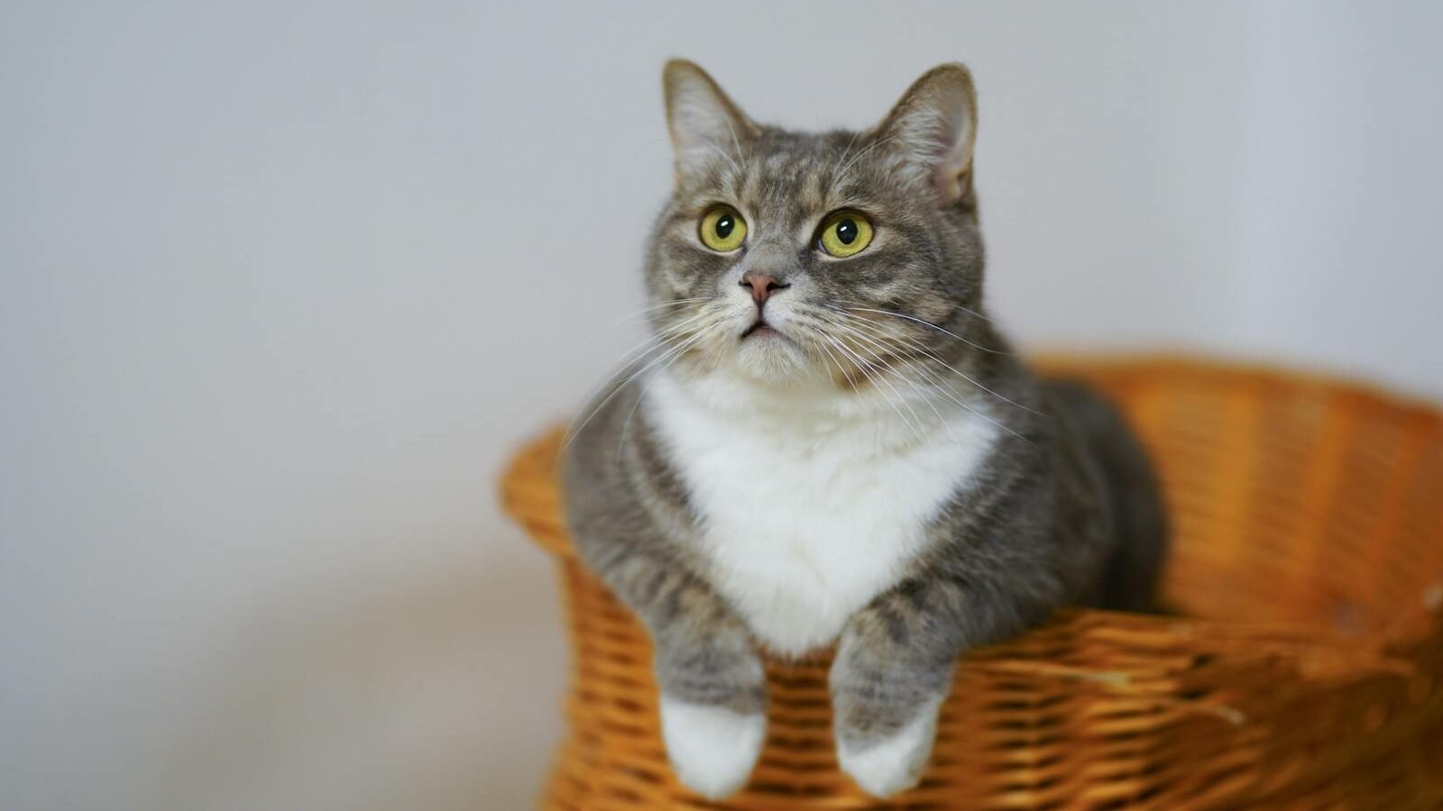 A gray and white domestic cat with bright yellow eyes sits comfortably in a woven basket, gazing attentively with a curious expression.