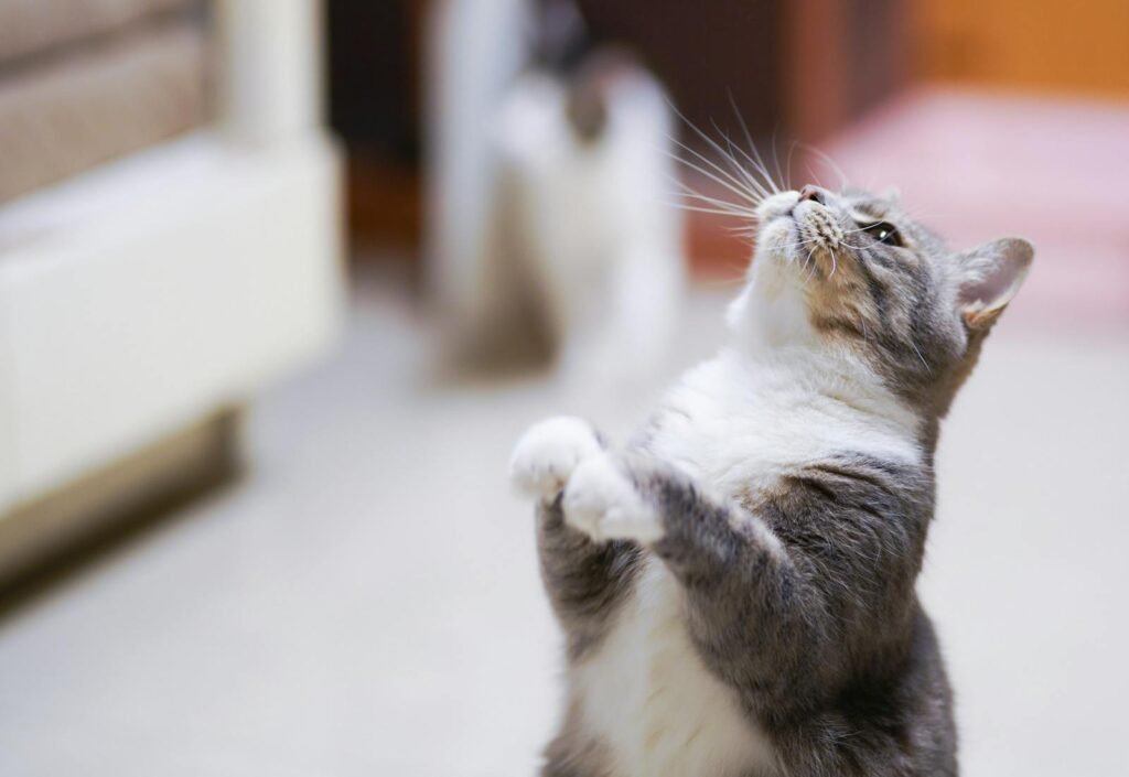 CATS Adorable grey and white cat standing playfully on hind legs indoors.