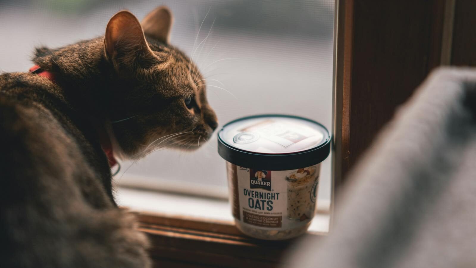 A cat is sitting on a windowsill, curiously sniffing a container of oats. The cat's profile is visible, and the soft lighting enhances the peaceful setting.