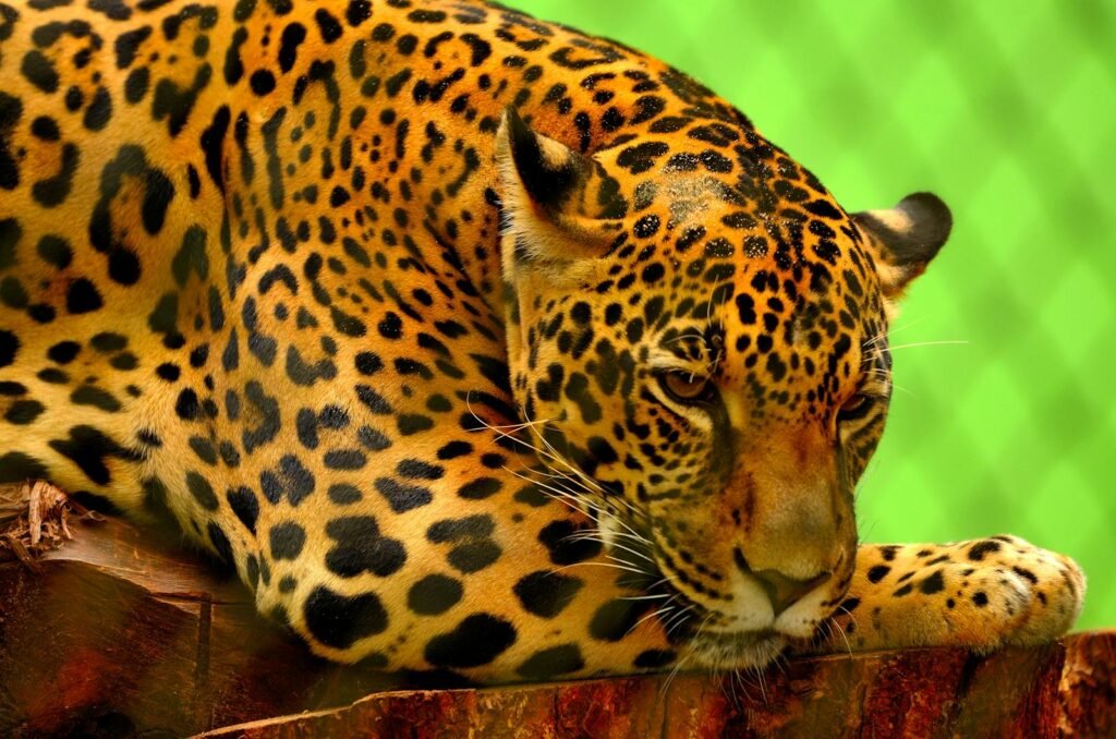 big cat Close-up of a jaguar with distinctive spotted coat resting in a serene environment.
