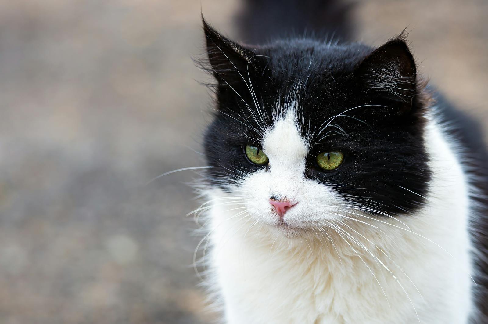 cats and dogs: Charming black and white cat with green eyes in an outdoor setting.
