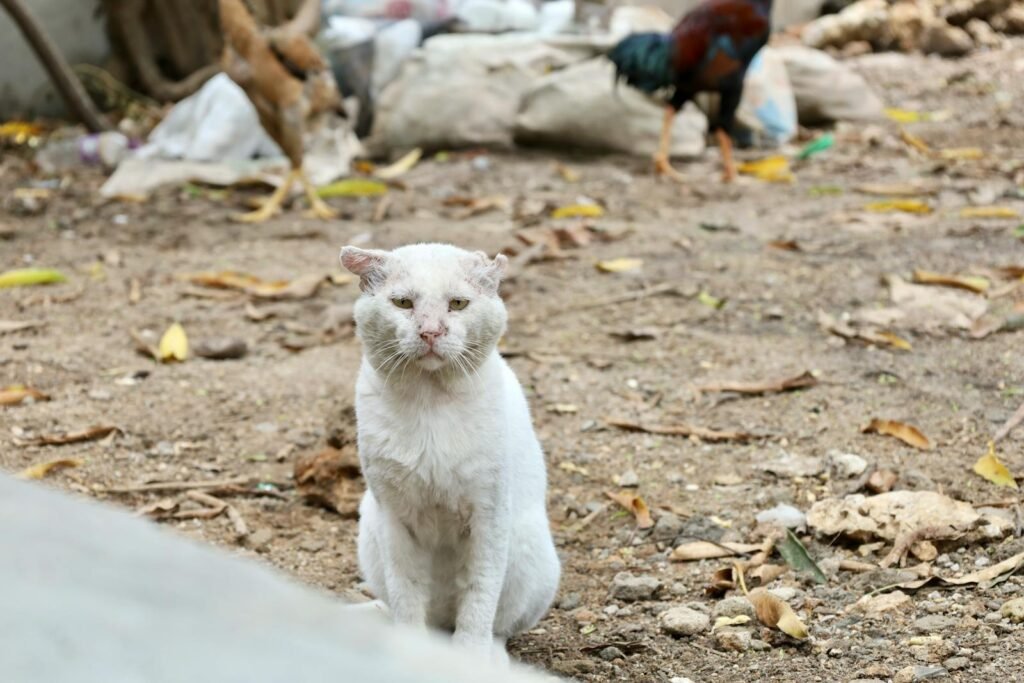 A white cat sits in a rural setting in Zanzibar, Tanzania with chickens nearby.