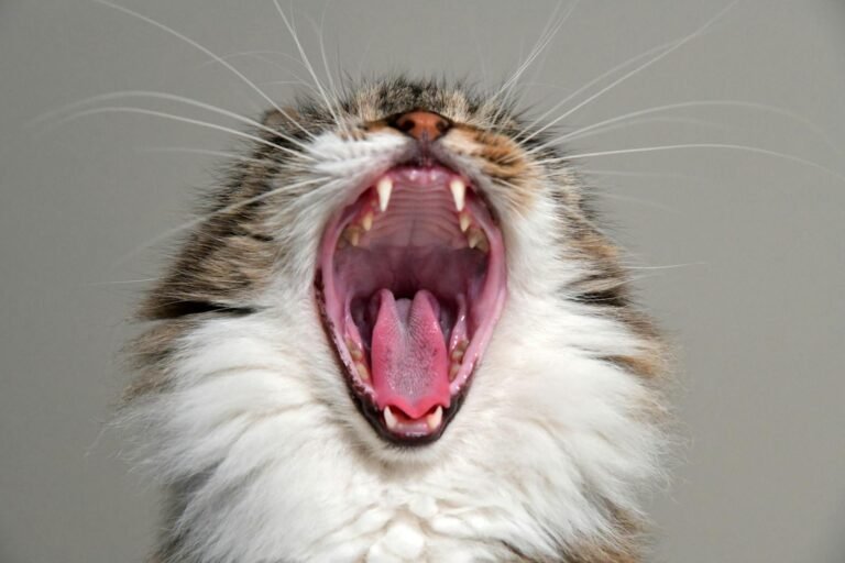 Cats as Companions in Royal Families