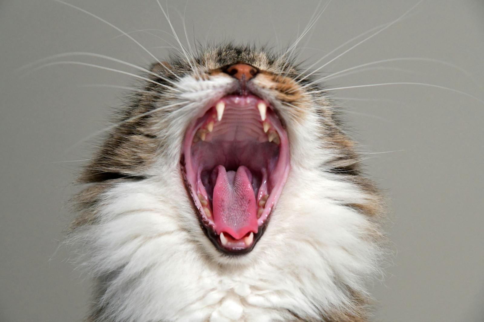 Photo by Serena Koi wild domestic cat: Close-up of a yawning cat showcasing open mouth, fangs, and whiskers, exuding a cute and amusing vibe.
