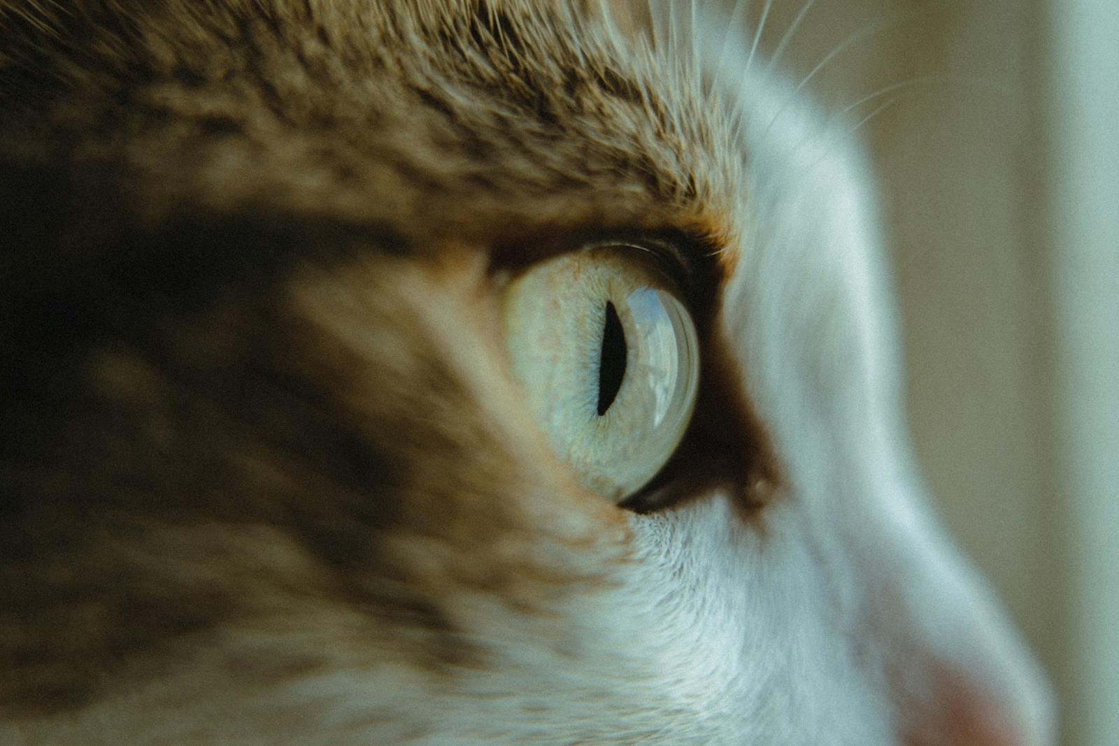 Photo by Sami Aksu Cats see: A captivating close-up of a cat's eye showcasing intricate details and textures, perfect for pet lovers.