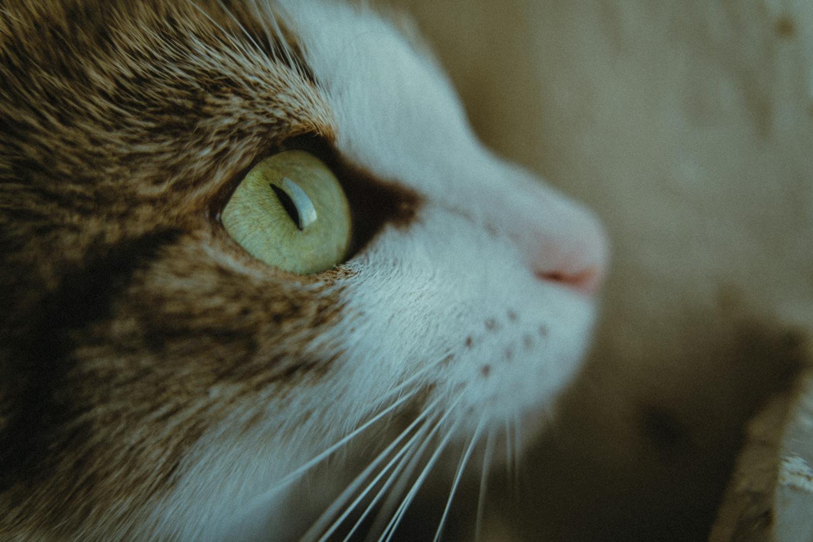 Photo by Sami Aksu Cats see: Detailed close-up of cat's eye, showcasing whiskers and fur texture.