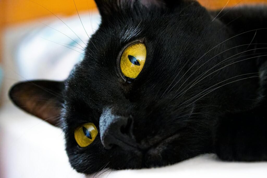 A close-up shot of a black cat relaxing with striking yellow eyes and smooth fur.