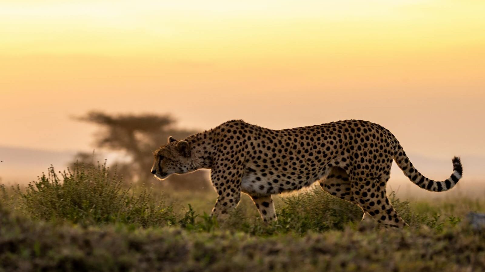 A cheetah standing tall in the grassland, its spotted coat blending seamlessly with the golden grass of the savannah.