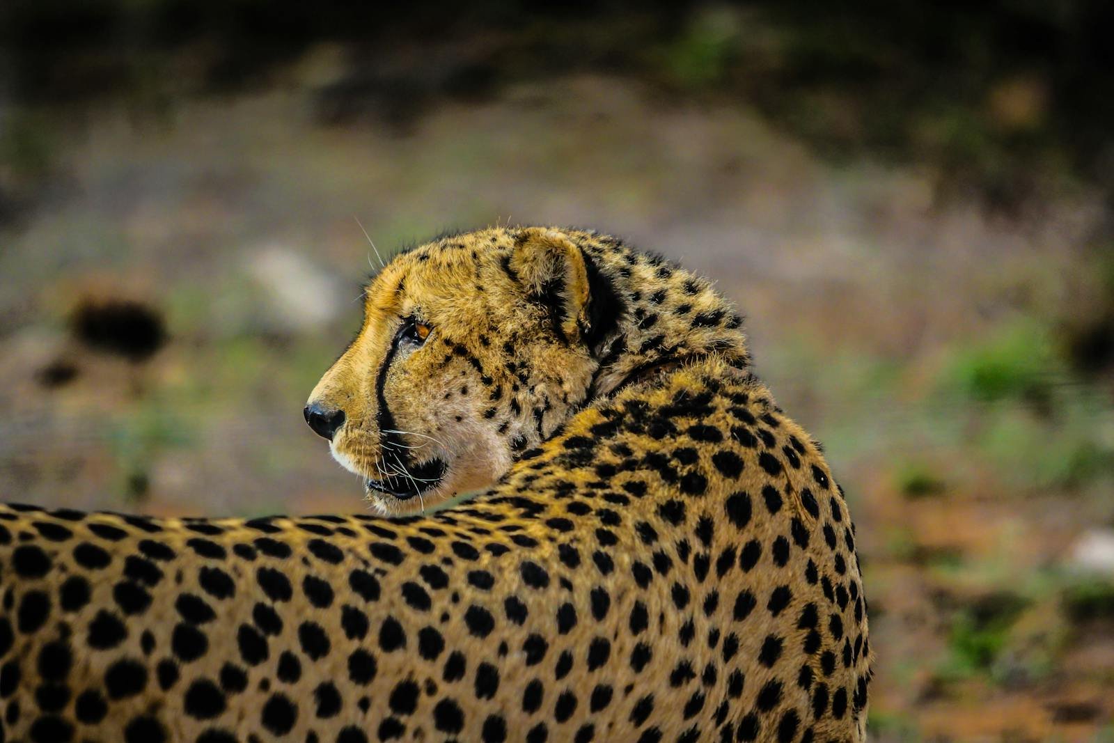 Photo by Casey Allen A stunning close-up of cheetahs in its natural habitat in South Africa, showcasing its distinctive spots.