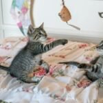 solitary predator: Two tabby kittens play with a toy on a floral comforter, capturing a moment of adorable playfulness.