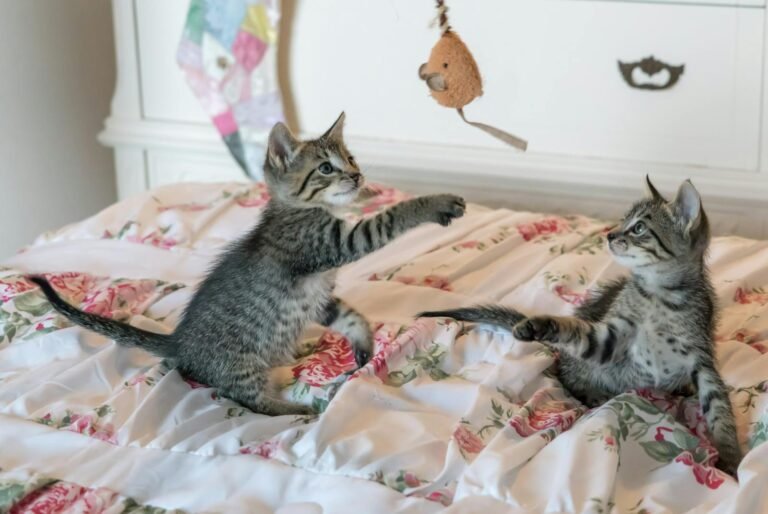 solitary predator: Two tabby kittens play with a toy on a floral comforter, capturing a moment of adorable playfulness.