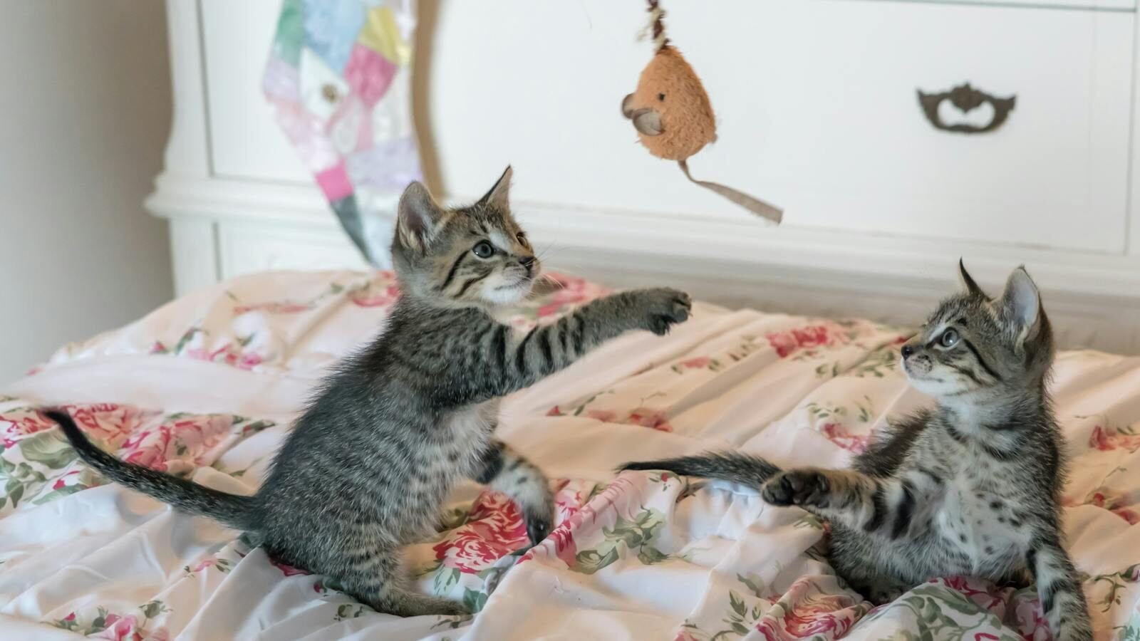 Two tabby kittens play with a toy on a floral comforter, capturing a moment of adorable playfulness.