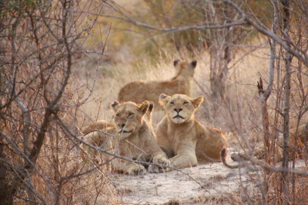 Cat Evolution Three lions resting in a dry savannah, perfectly capturing wild nature.