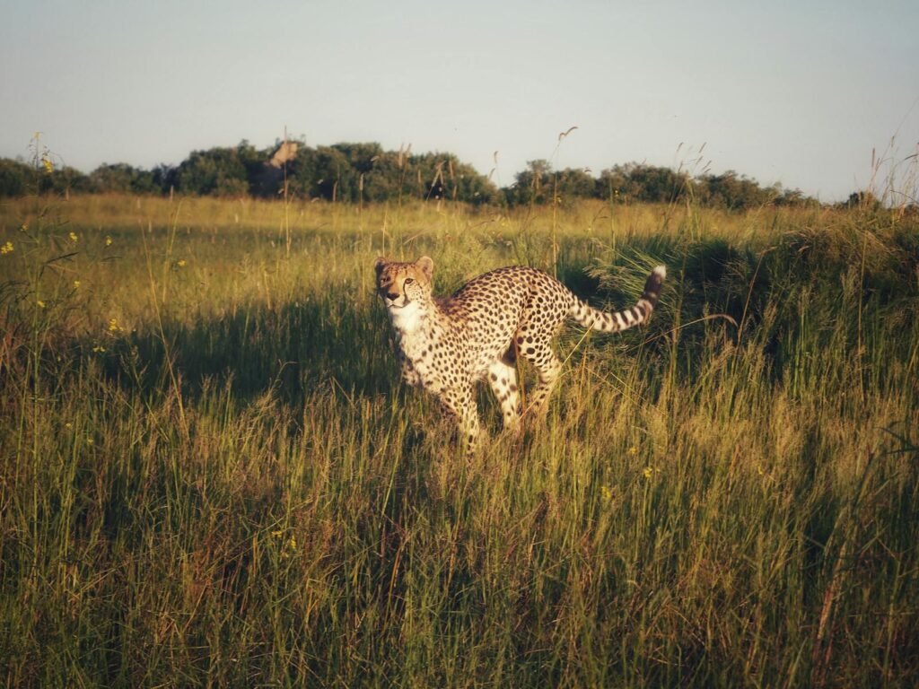 unique feature: Cheetah standing in grassland during sunset, showcasing wildlife beauty.
