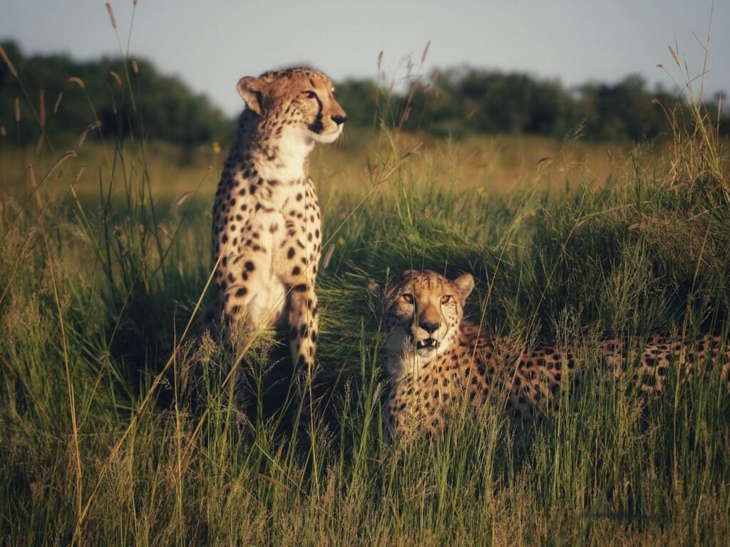 Two cheetahs resting in the tall grass of an open savannah, capturing the essence of wildlife.