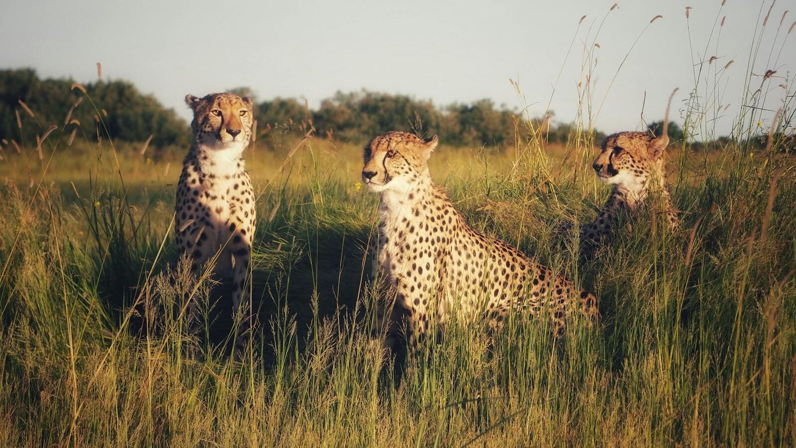 Three cheetahs in a field during a warm sunset, captured in a natural habitat setting.