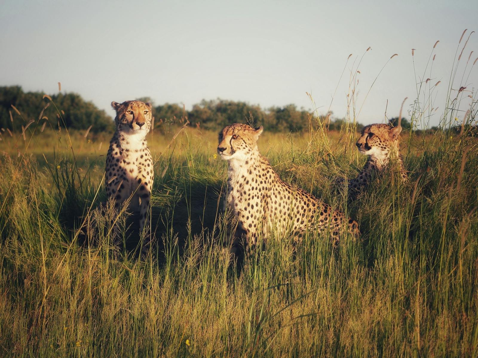 Three cheetahs sit gracefully in tall grass under the golden sunlight, showcasing their speed, agility, and strong social bonds in the wild.