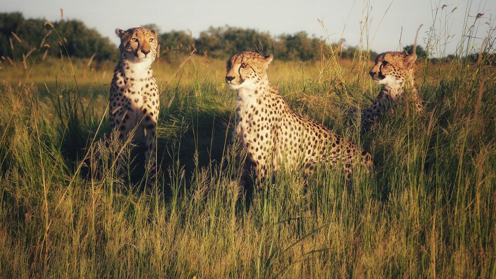 Three cheetahs rest in the tall grass of the savanna, attentively observing their surroundings, showcasing their speed and social nature.
