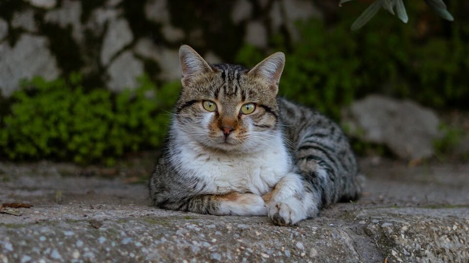 A cute domestic cat lying on a city pavement, blending into the urban environment.