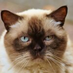 Hypoallergenic Cat Breeds: Myth or Reality?