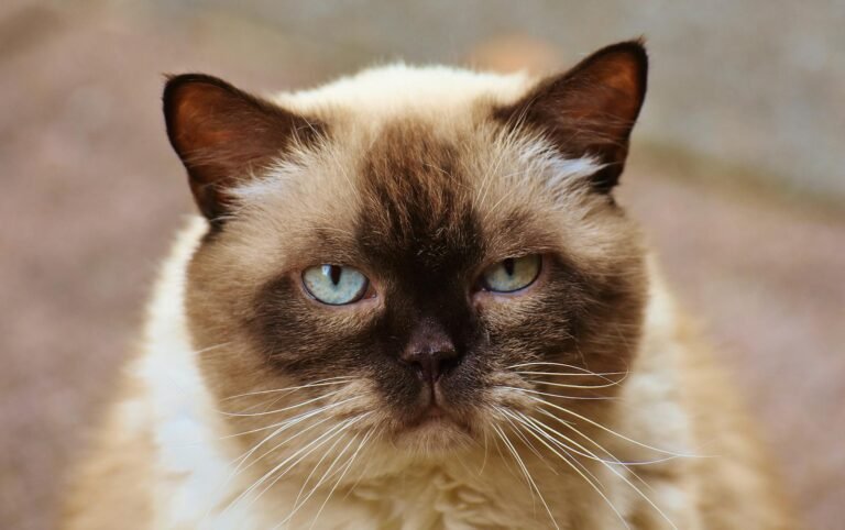 Hypoallergenic Cat Breeds: Myth or Reality?