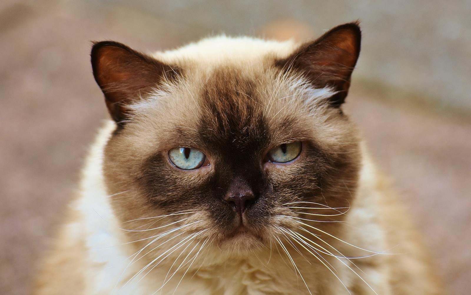 Hypoallergenic Cat Breeds: Myth or Reality?