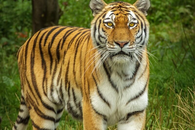 A tiger standing confidently in the wild, displaying its beautifully defined stripes, showcasing its natural camouflage.