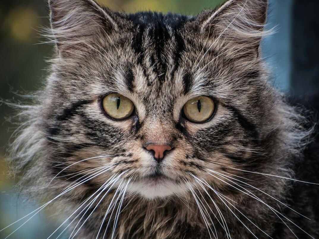 Adorable close-up of a furry tabby cat with expressive eyes and whiskers.