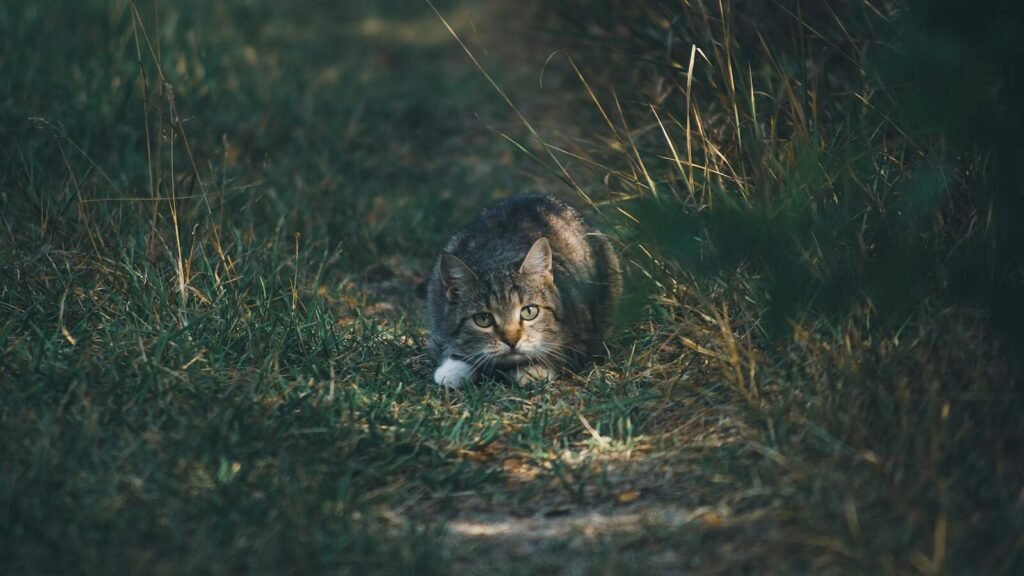 A tabby cat crouching low, hidden within tall grass, showcasing its stealthy nature.