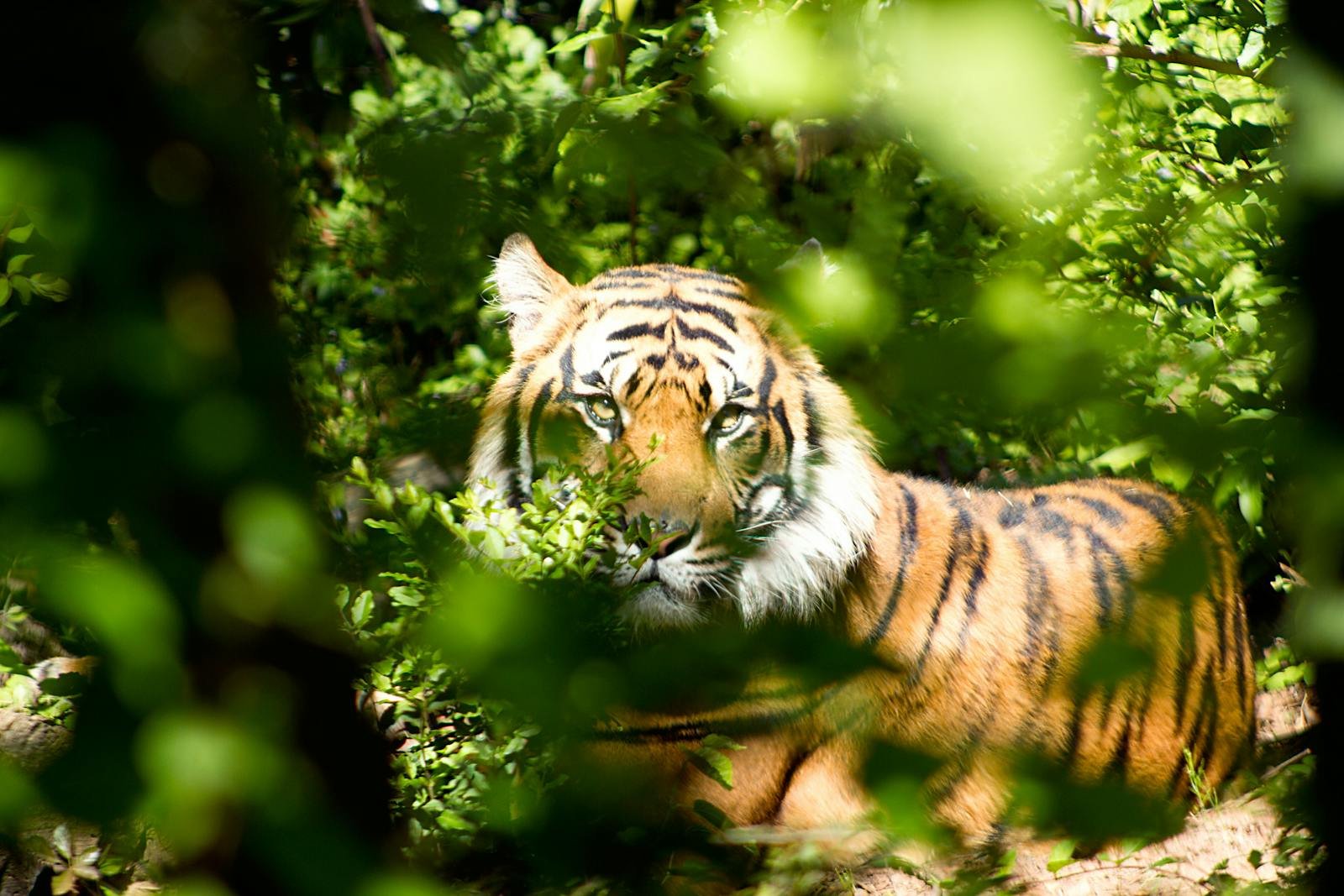 Photo by Pixabay Hunting instincts: A captivating image of a tiger surrounded by the dense greenery of a jungle, showcasing its vivid stripes and intense gaze.