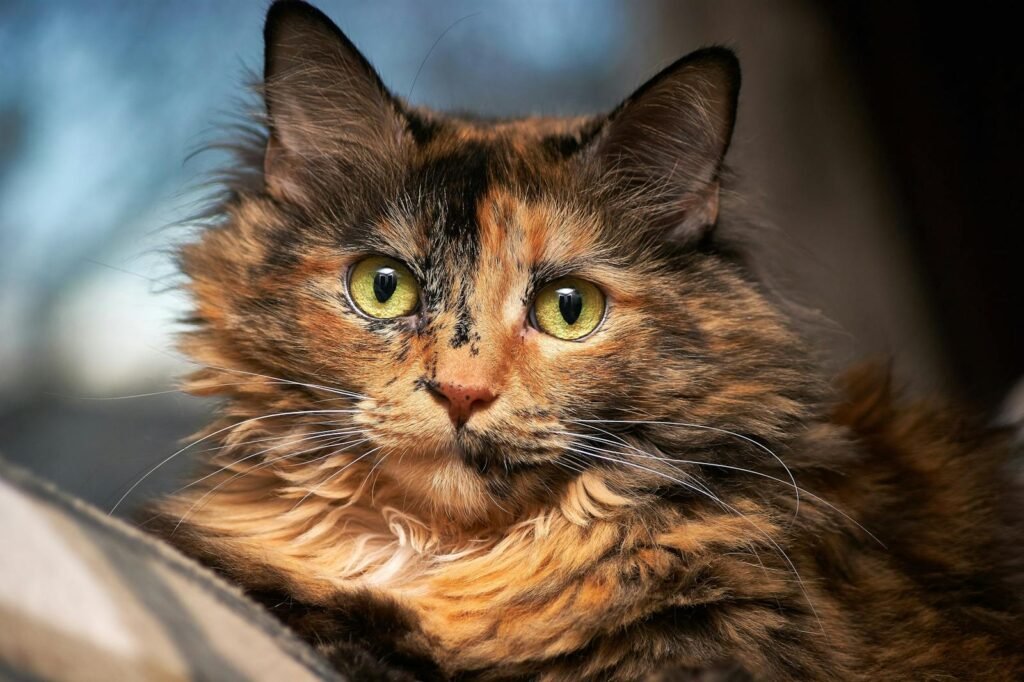 Diets for Keeping Indoor Cats