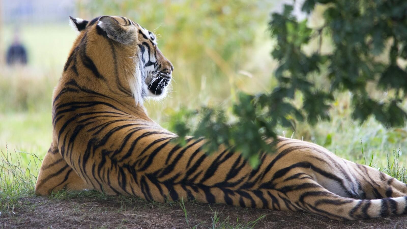 A majestic Bengal tiger rests under the shade of a tree, gazing into the distance, showcasing its strength and elegance in the wild.