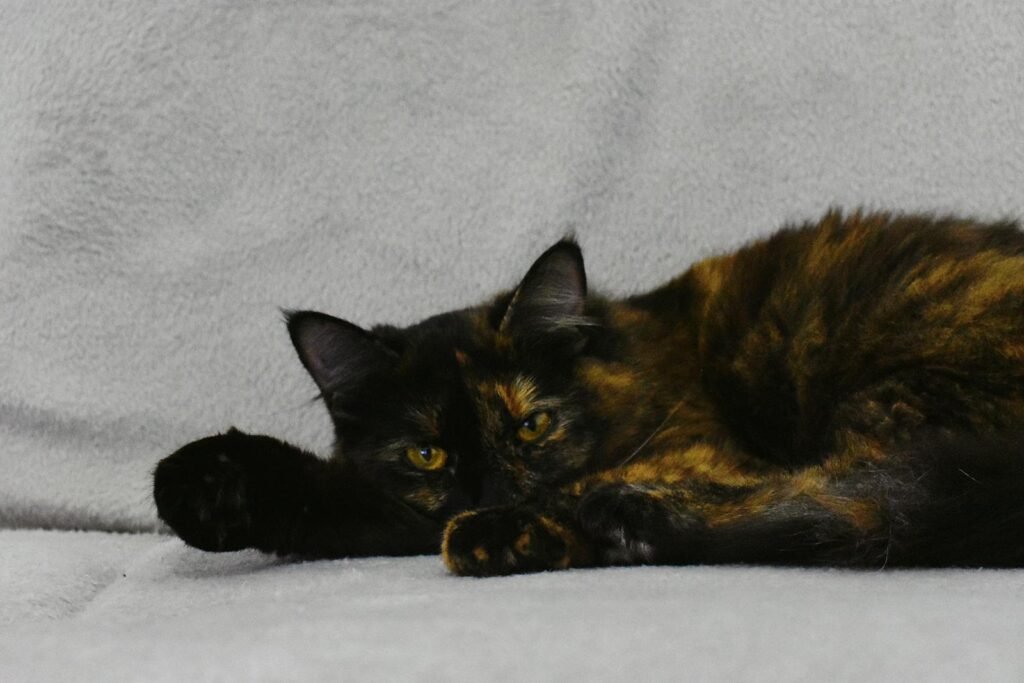 Tortoiseshell cat peacefully resting on a soft gray blanket, showcasing its beautiful coat.