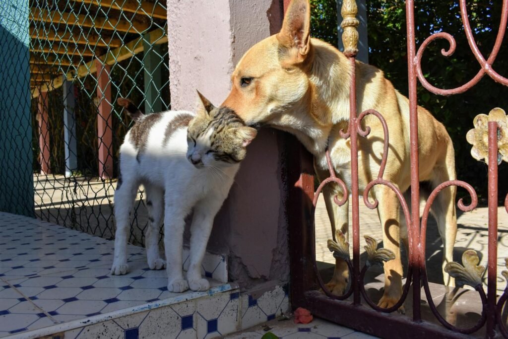 A friendly dog and cat cuddle against a gate in a sunny outdoor setting, showcasing interspecies friendship.
