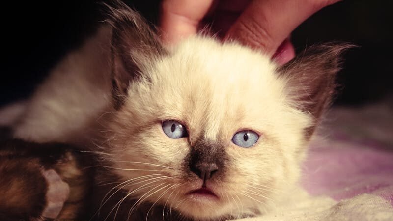 A small Siamese kitten with striking blue eyes lying on a soft surface, being gently petted, reflecting its health and stress levels.