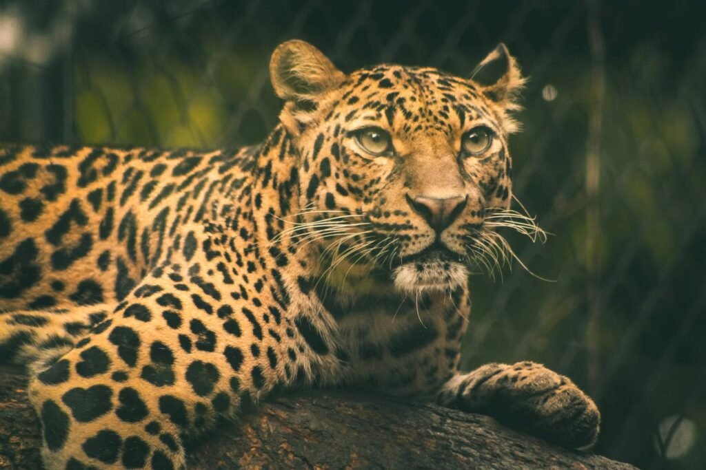 Big Cats A detailed close-up of a leopard resting in a zoo, showcasing its vibrant spots and intense eyes.