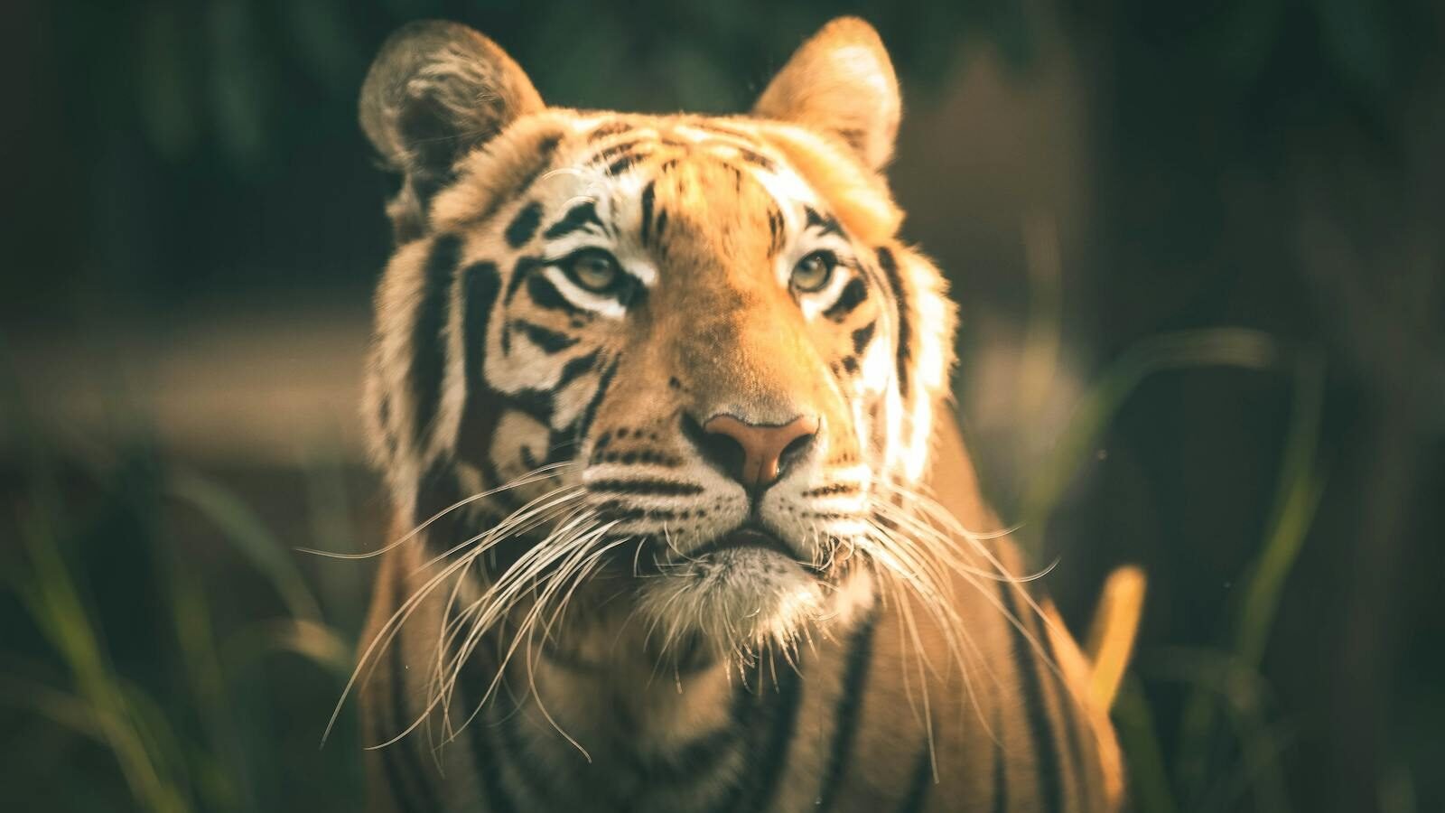 A majestic Bengal tiger with striking black stripes and golden fur gazes into the distance, embodying the power and grace of big cats.