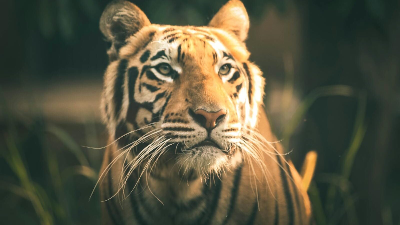 A close-up of a tiger with an intense and focused gaze, set against a softly blurred natural background, highlighting its majestic features.