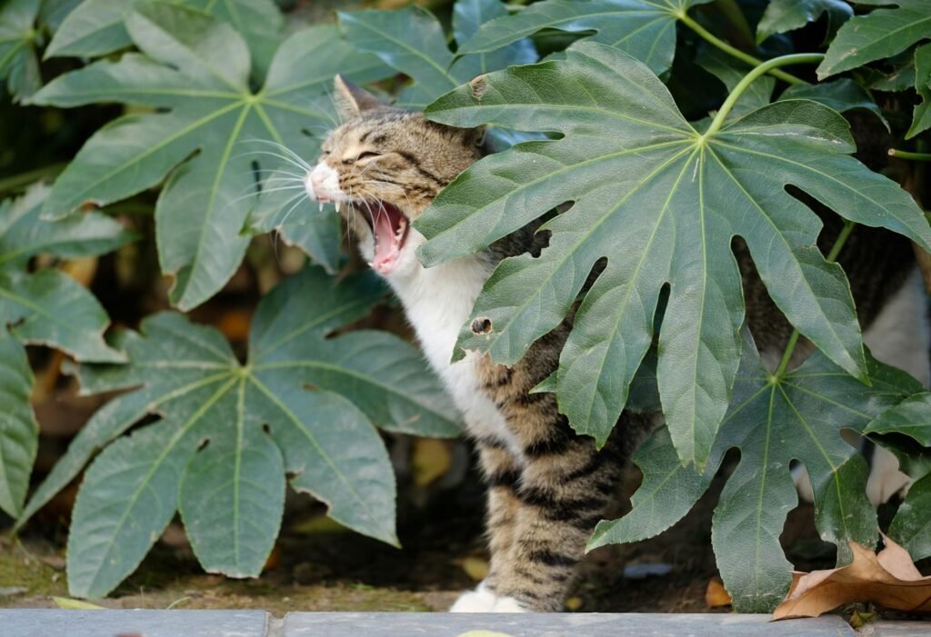cat confusion: Adorable tabby cat yawning behind lush green leaves in a garden setting.
