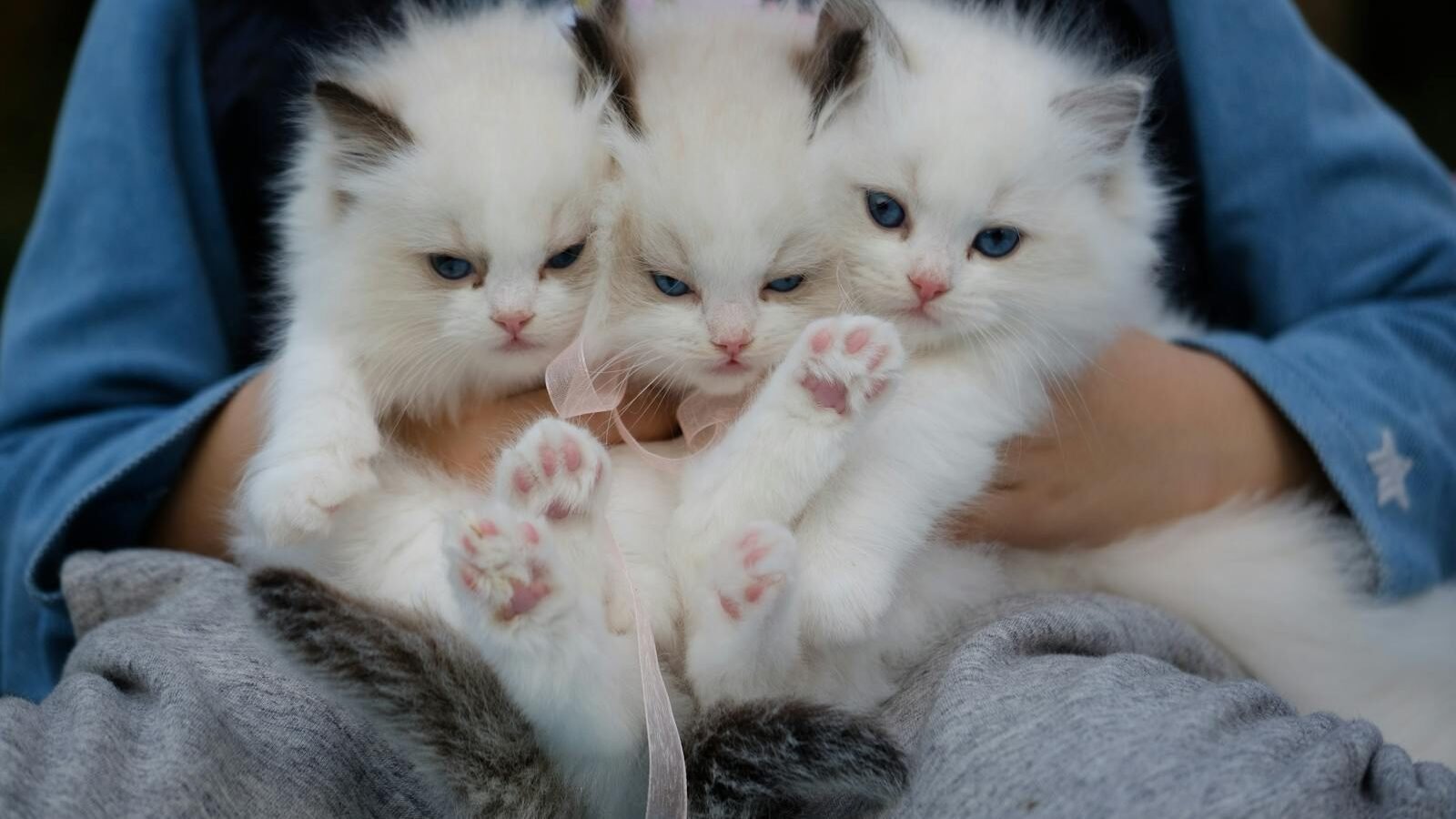 A person is holding three fluffy kittens in their lap. The kittens are white with blue eyes and appear relaxed and content in the person's embrace.